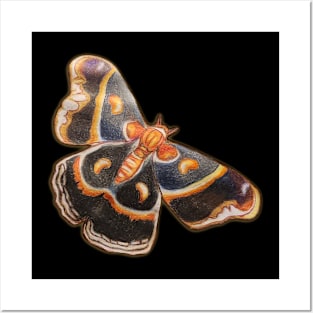 Cecropia Moth Posters and Art